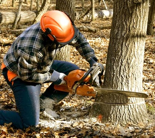Tree Removal in Lakeview, TX